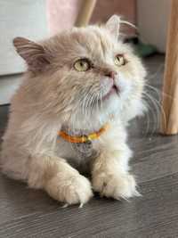 Персидський кіт пухнастий кіт безкоштовно
