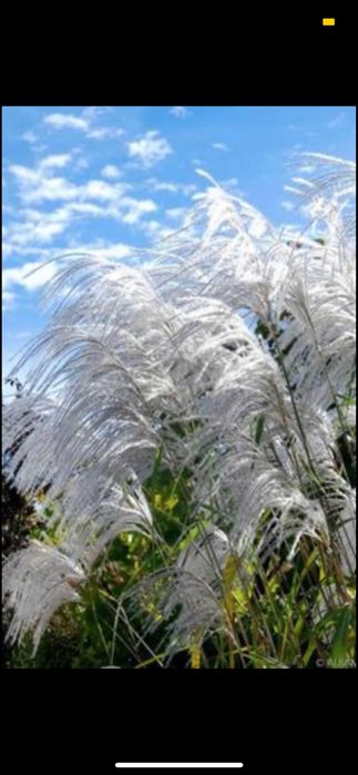 Miskant memory kopany z gruntu