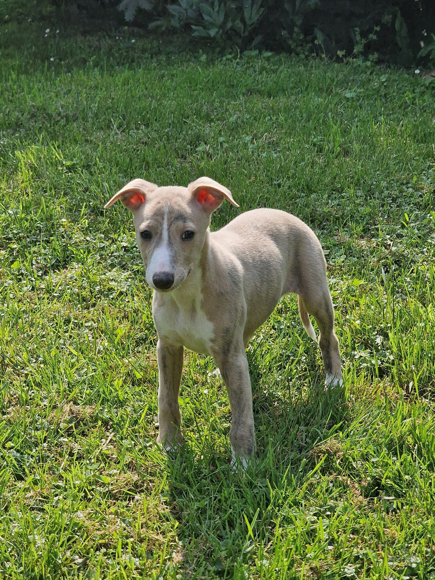 Whippet - błękitno pręgowany chłopiec
