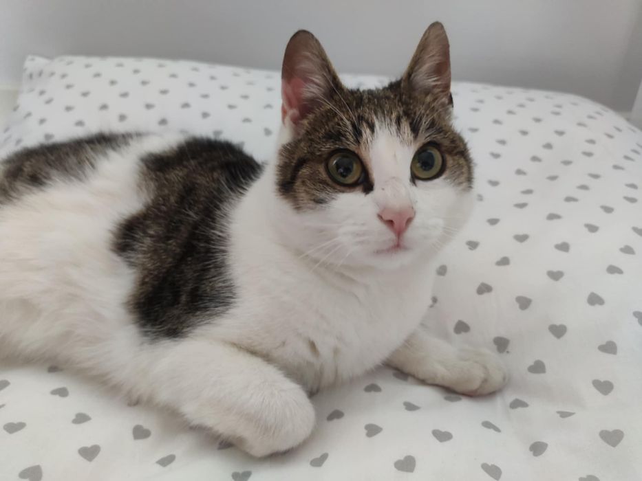 Kitka - cudowna kotka do adopcji