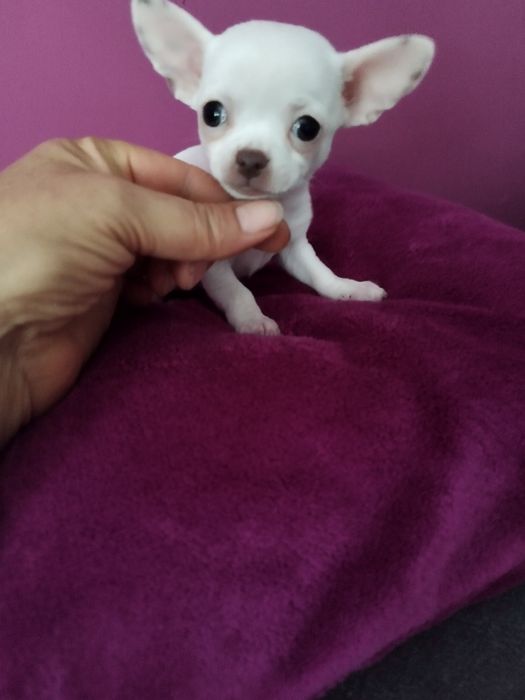 Chihuahua mini suczka