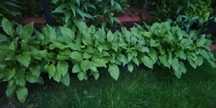 Bylina hosta, funkia wieloletnia, kwitnąca