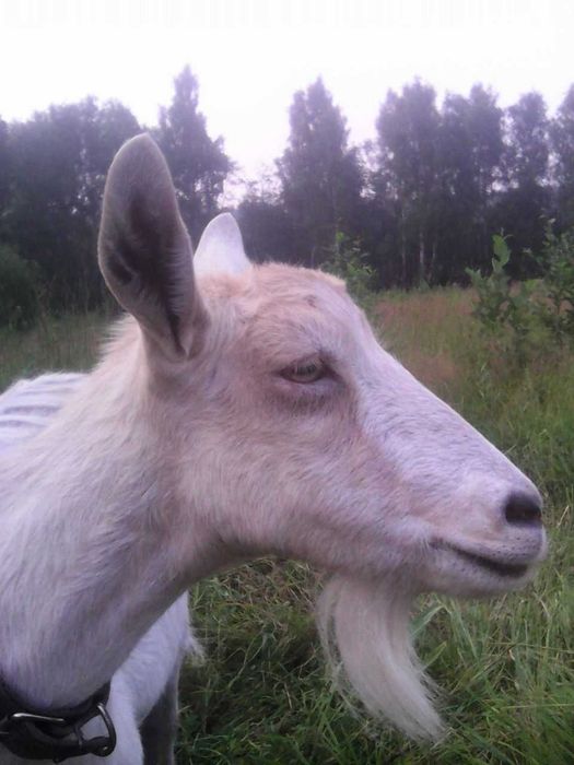 Продається коза з козенятами