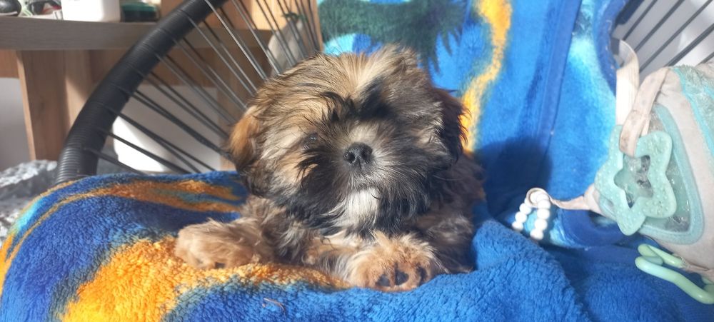 Shih-Tzu Hodowla Polski Dog IV pok.rodowodem