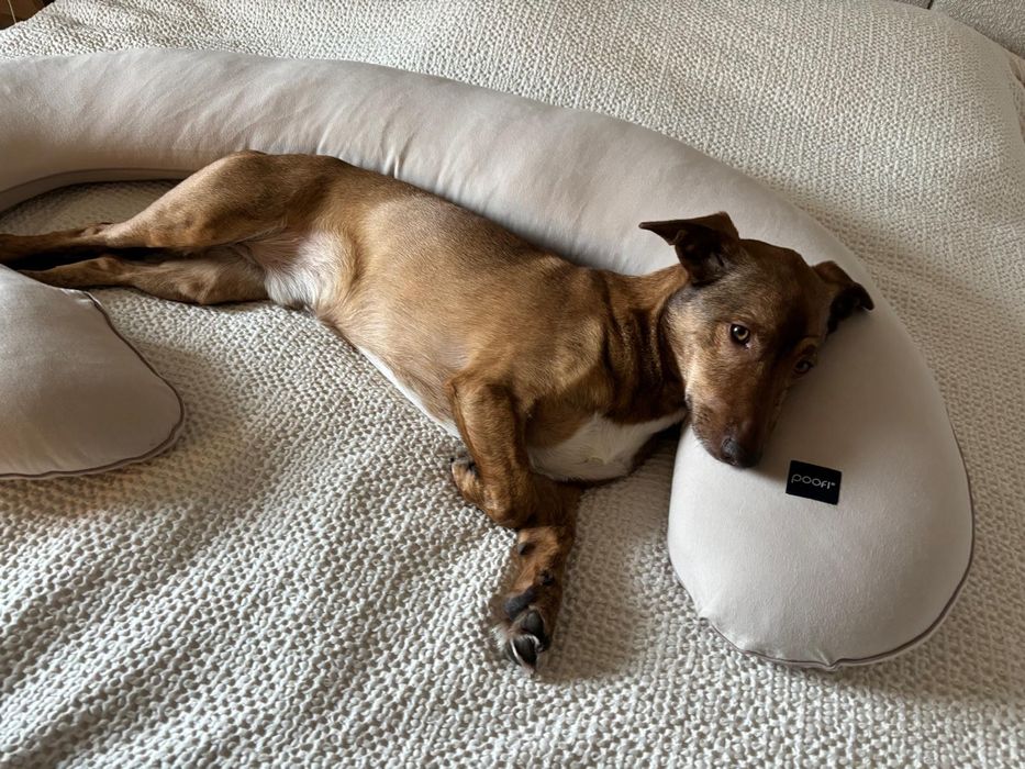 Zadbany kundelek Dino szuka nowego domu rudobrązowy