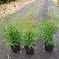 thuja brabant p11 wys 60-80 cm