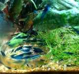 Krewetki Neocaridina Blue Velvet + GRATISY