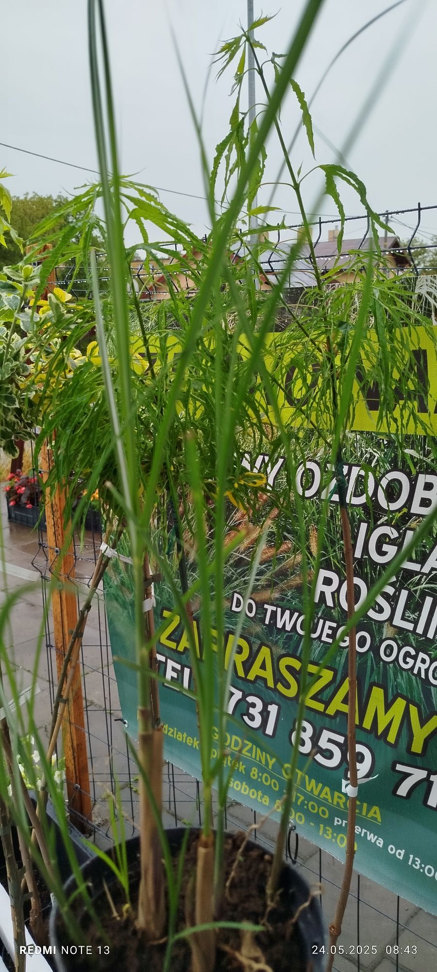 Miskant Gracilimus w p 9 duża sadzonki 5 sz