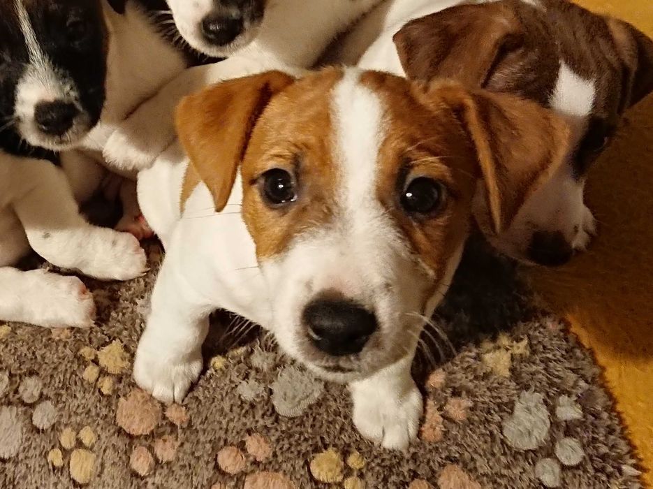 Szczeniak Perry Jack Russell Terrier (samiec) bicolor Koszalin