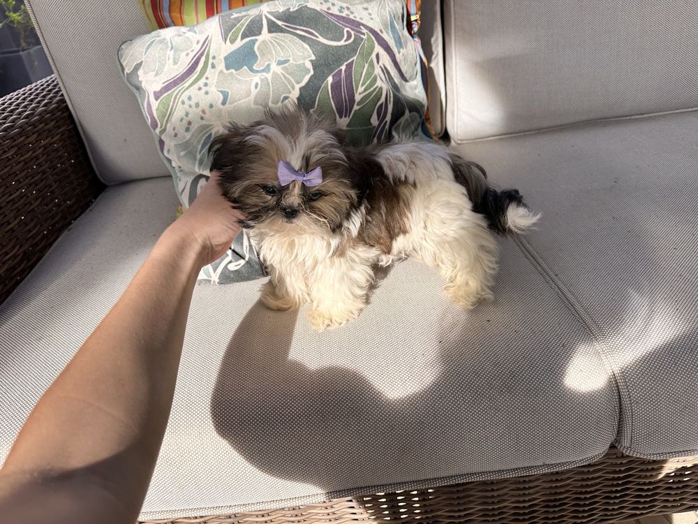 Shihtzu femea miniatura excelente