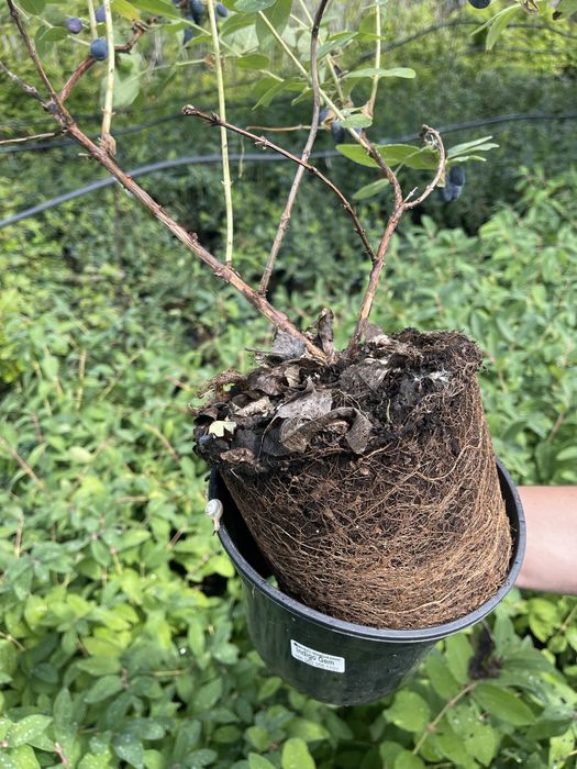 Жимолость. Колекція сортів.