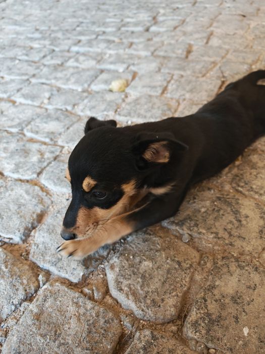Adopção Cadelinha