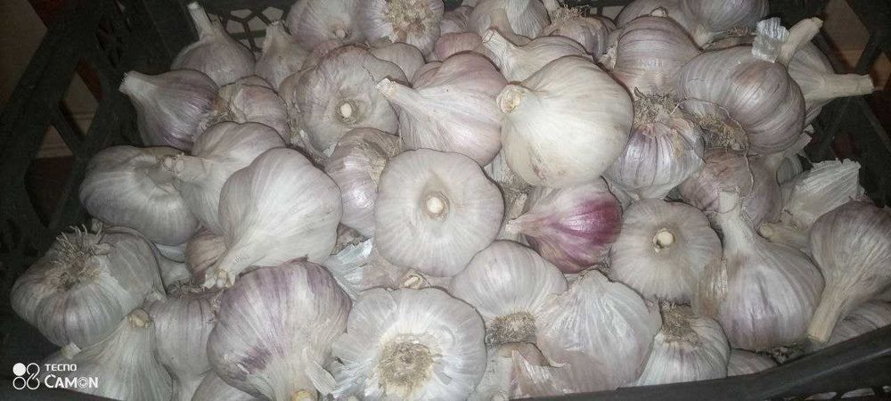 Продам озимий часник
