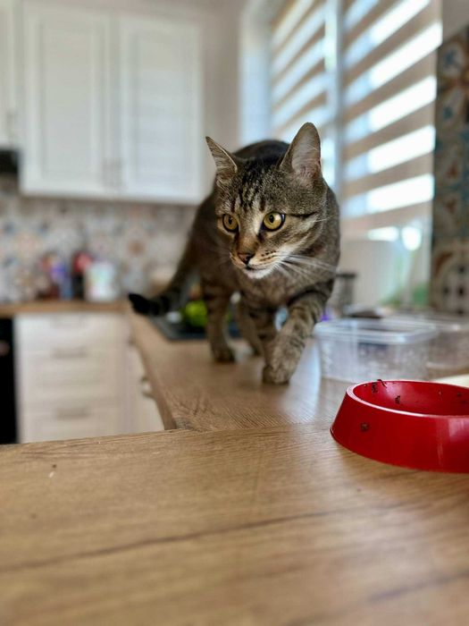 PILNE - szukamy DT lub DS dla Tobiego