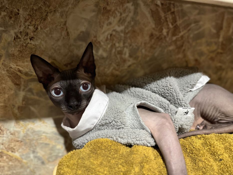 Вʼязка ,Канадский Сфинкс