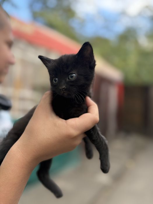 котенок бесплатно