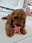 Suczka Cockapoo f1 Cocker spaniel & Pudel