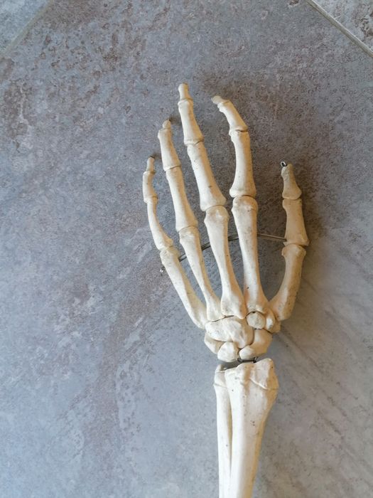 Szkilet edukacyjny człowieka  150 cm