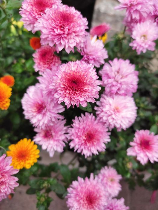 Мультифлора осіння