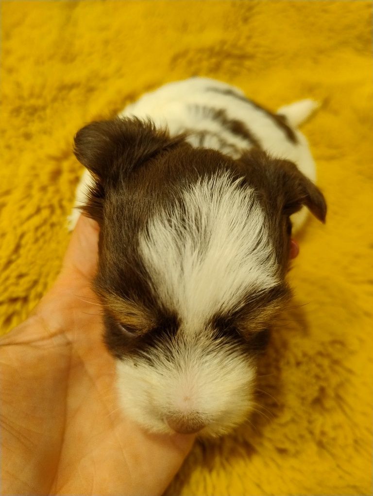 Yorkshire terrier biro