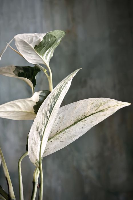 Monstera laniata variegata - kolekcjonerska roślina pnącze, dużo bieli