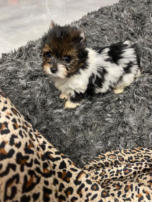 York biewer tricolor suczka xs mini