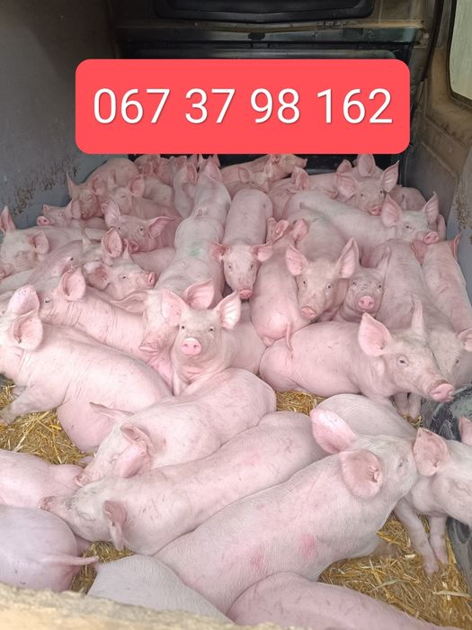 Продам поросята))
