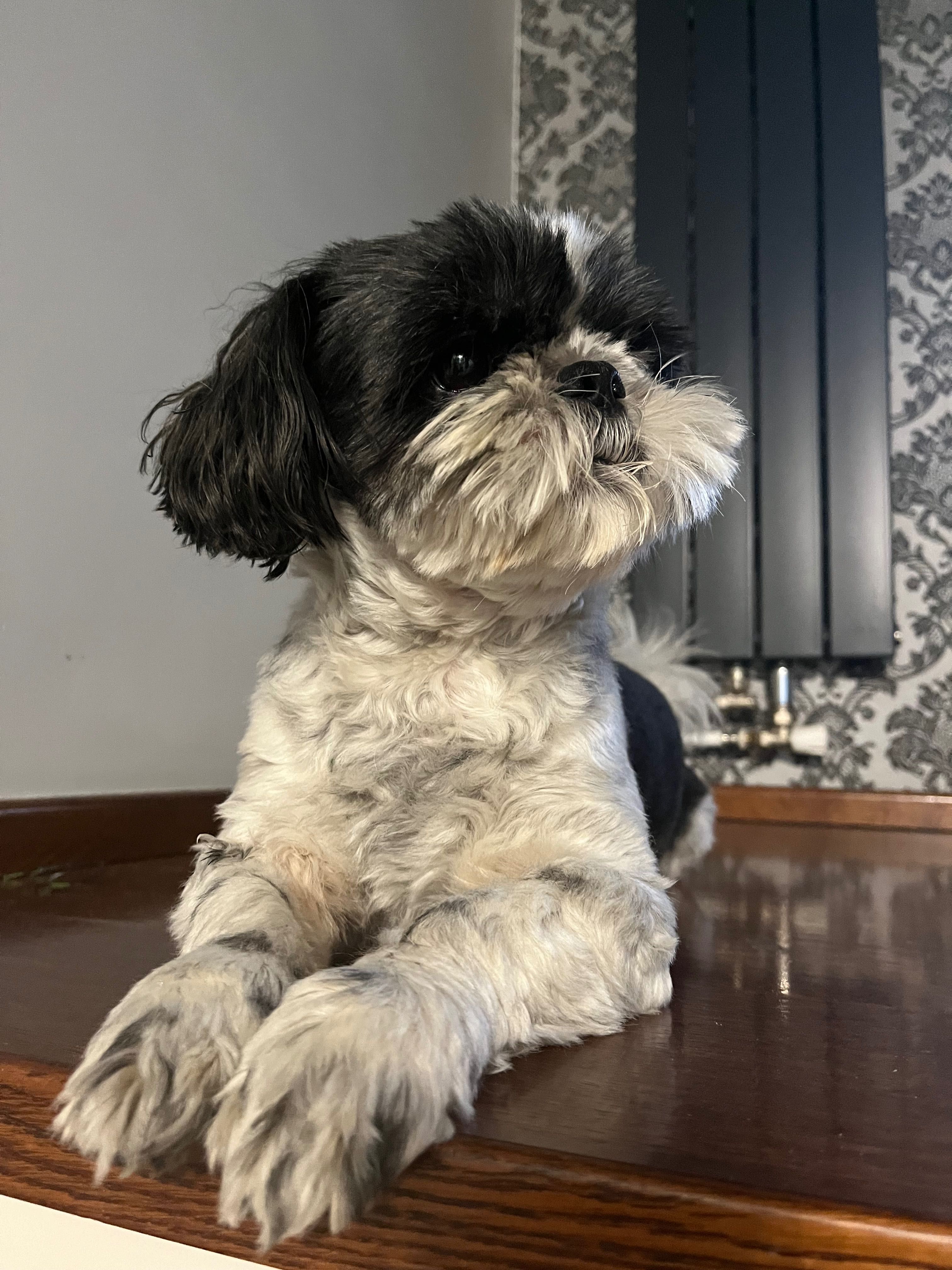Szczeniaczek rasy shih tzu