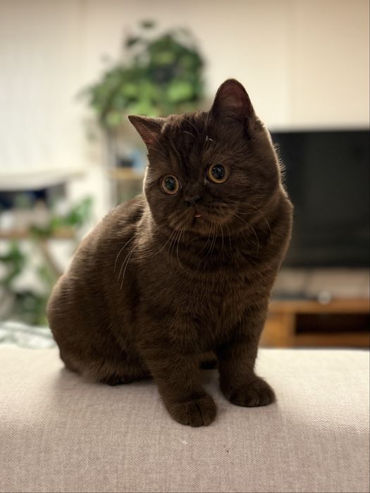 Czekoladowa szkocka koteczka