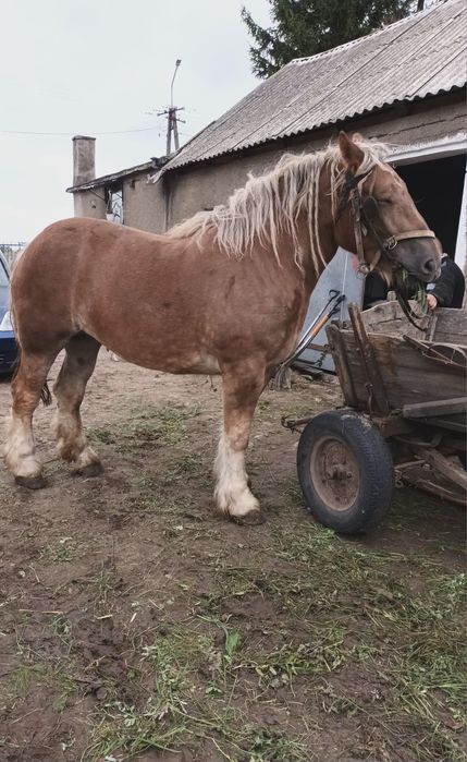 Sprzedam klacz zimnokrwista