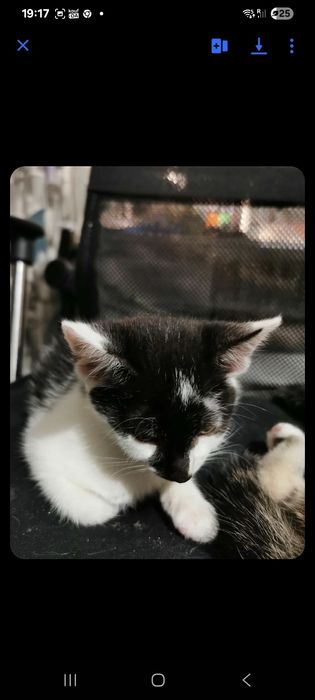 2 Kotki male gotowe na zmianę domu