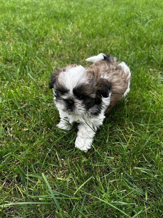 Piekne Shih Tzu.