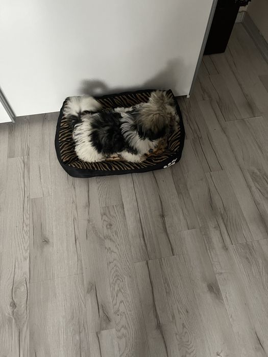 Śliczny szczeniak piesek shih tzu