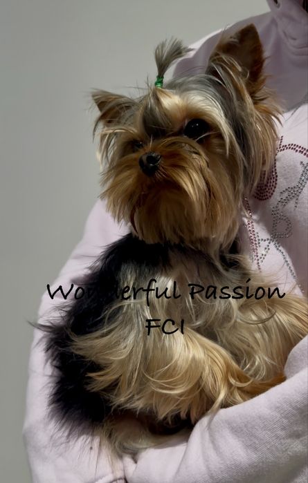 1,8kg dorosły piesek York yorkshire terrier FCI ZKwP. Po Championie PL
