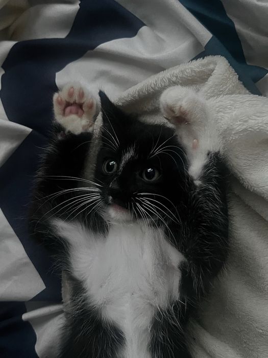 Oddam w dobre ręce kotka