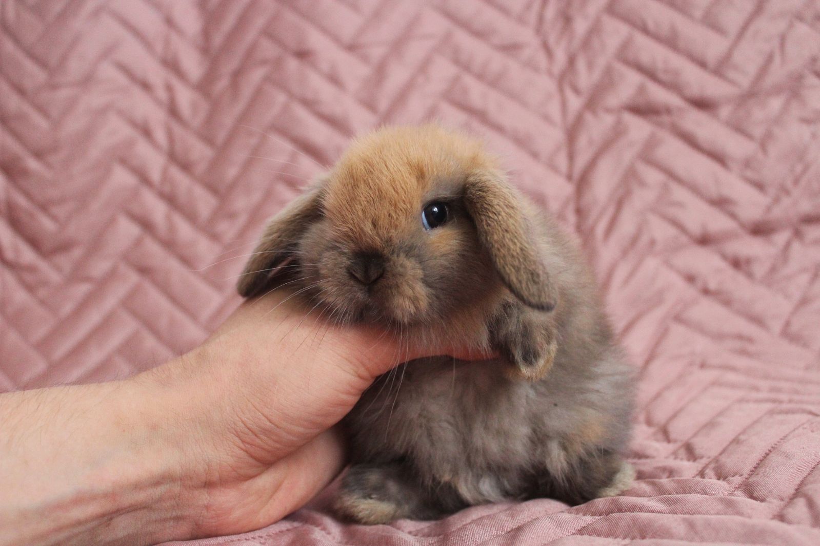 Mini lop króliki karzełek miniaturka baranek hodowla