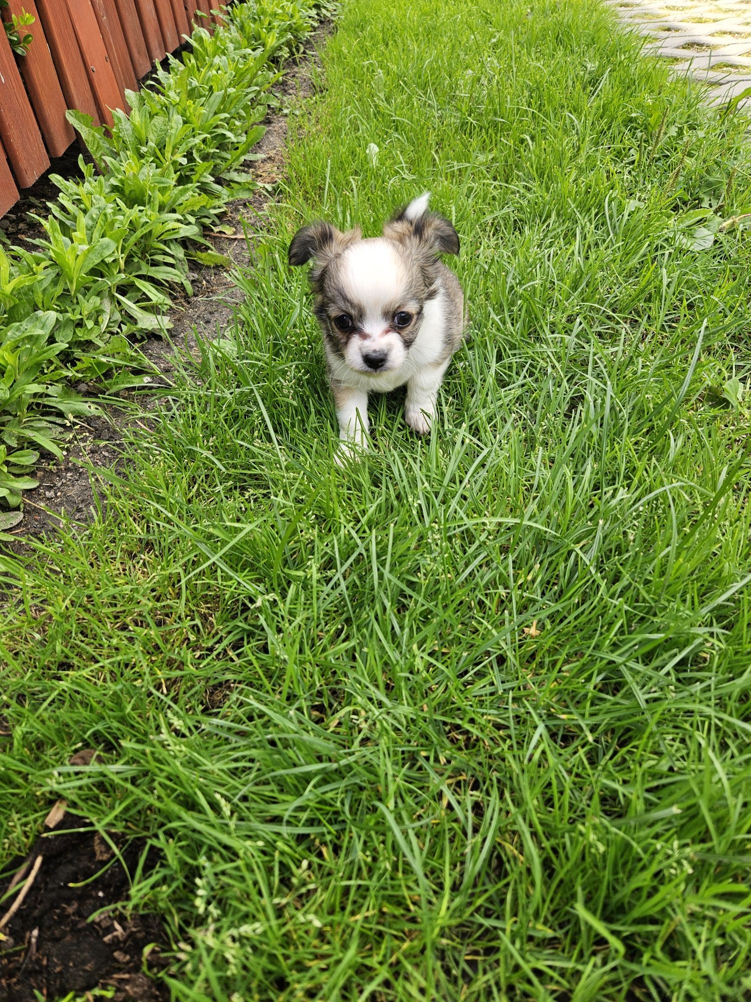 Chihuahua długowłosy
