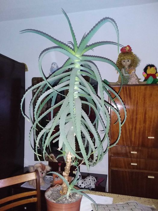 Алоє на ліки 15 років.