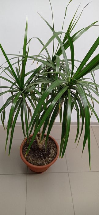 Драцена. Продам кімнату рослину.