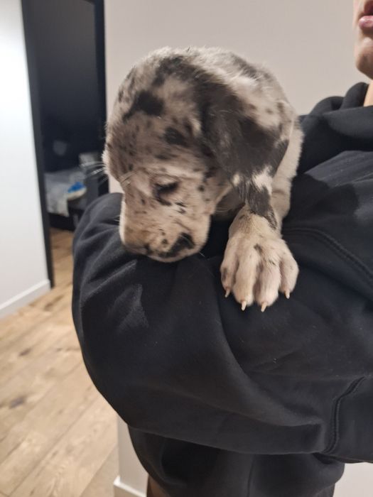 Dog niemiecki merle