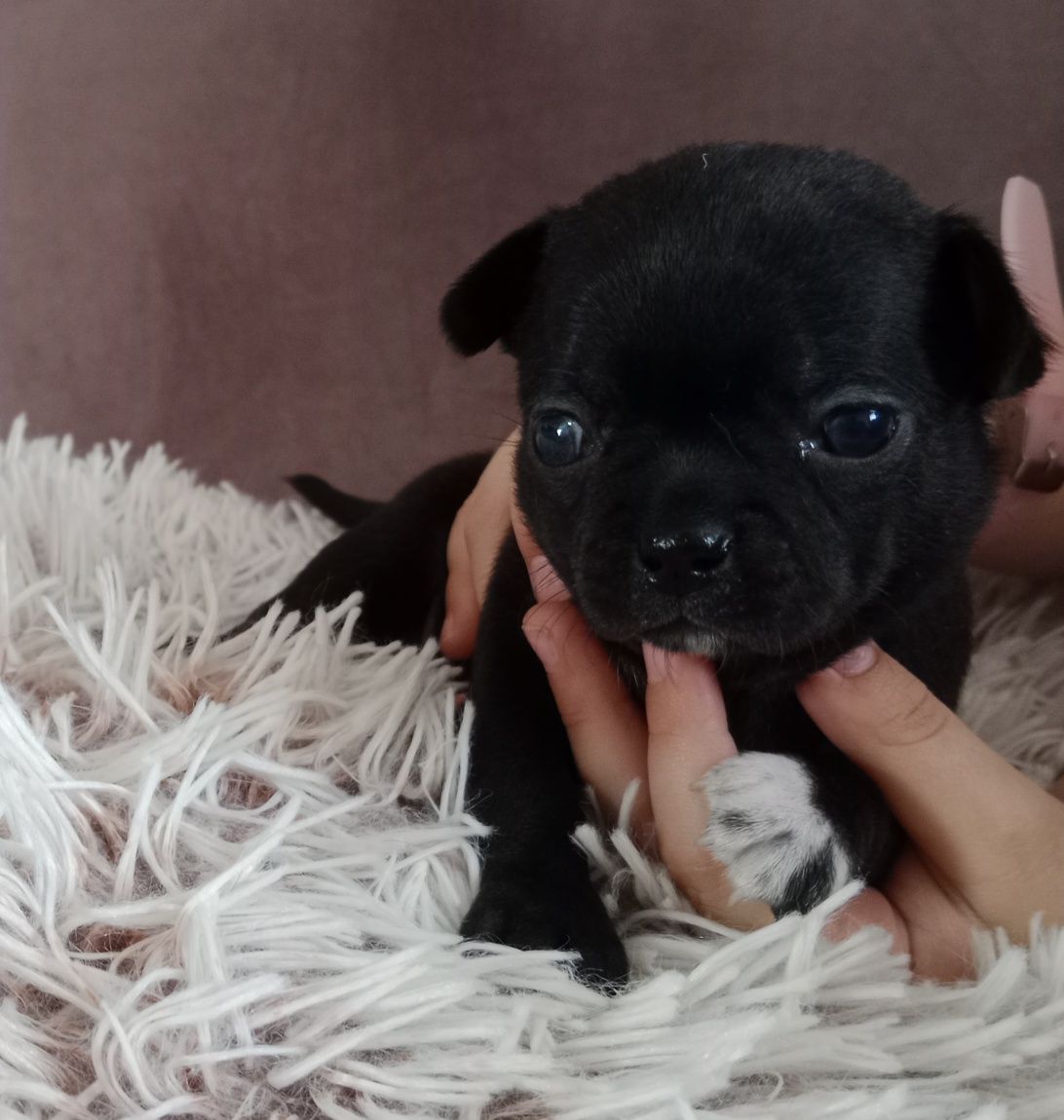 Czarna dziewczynka chihuahua