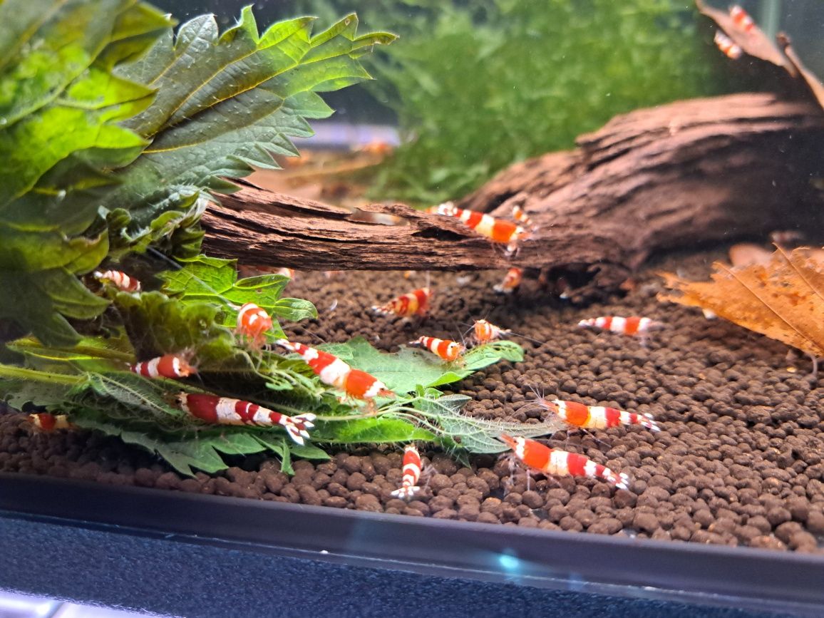 Krewetki caridina poselekcyjne różne odmiany