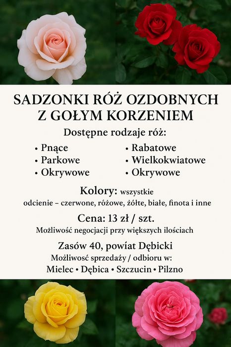Sadzonki Róż Ozdobnych
