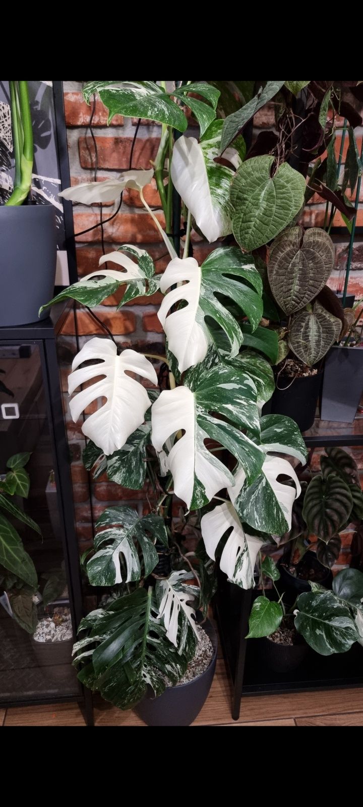 Monstera Variegata pędówka