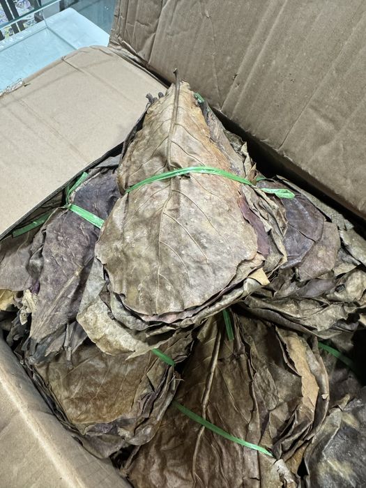 Folhas de Catappa 50un.