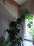 Kwiat Monstera Wielka