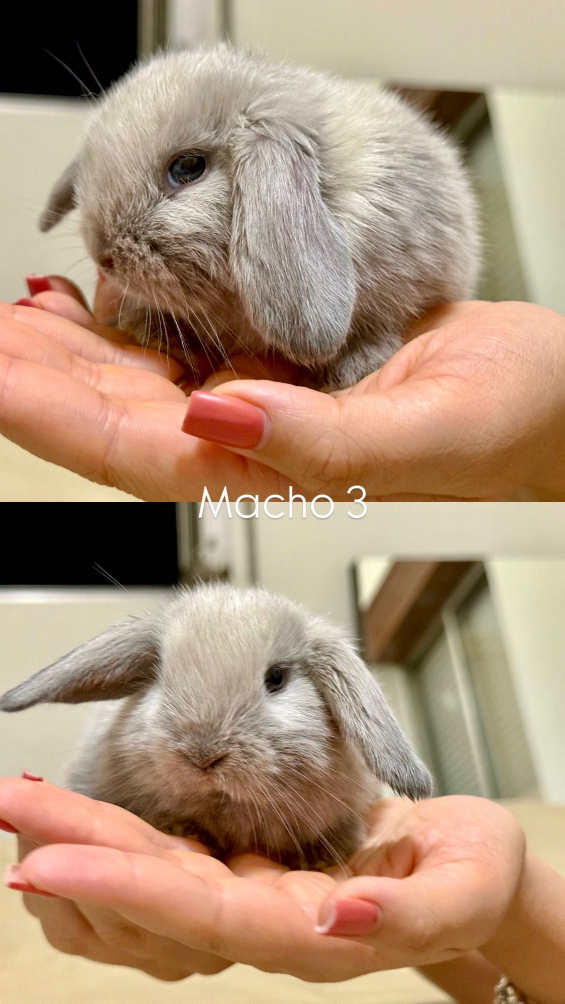 Filhotes de Coelho Mini Lop Francês à Venda!