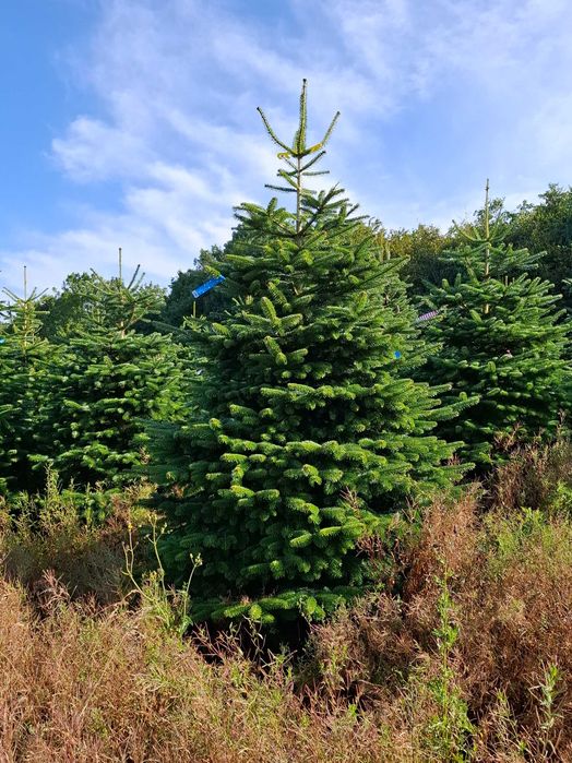 Jodła Kaukaska Cięta 300-400 cm lub w donicy 100-180 cm/ TuChoinki.pl