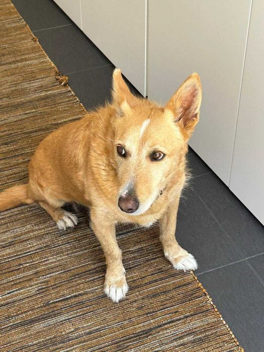 O melhor cão do mundo - porte pequeno