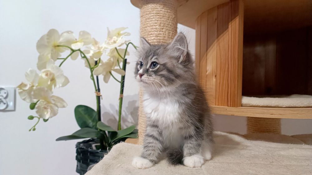 Kocurek syberyjski Skiper rodowód WCF